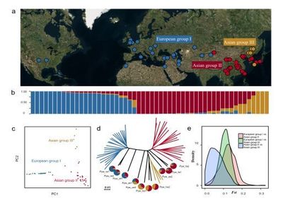 南京農(nóng)業(yè)大學梨課題組揭示梨的起源、分化與馴化歷程